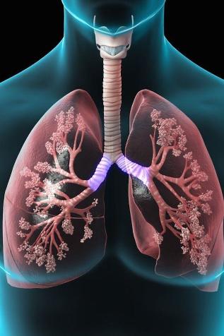 dýchací systém